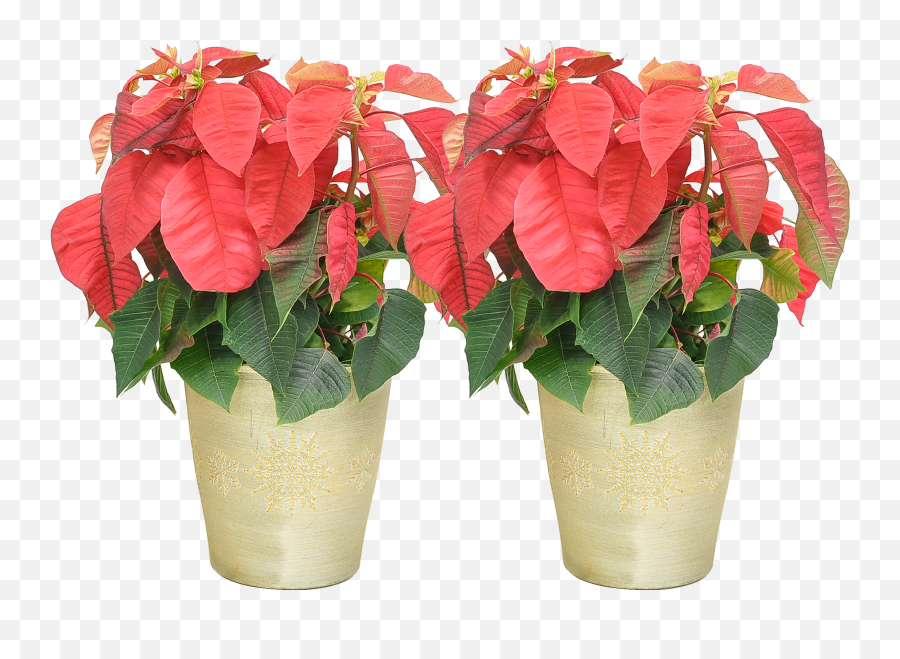 Costa Farms Live Indoor 18in Png Poinsettia Icon
