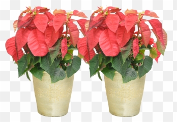 Costa Farms Live Indoor 18in Png Poinsettia Icon