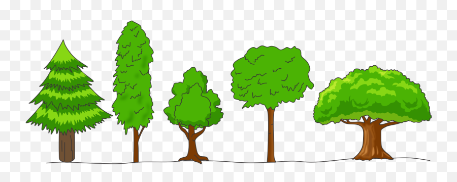 What Is Meant By Crown Of A Tree Draw Any Four Shapes - Crown Of A Tree Png,Tree Canopy Png