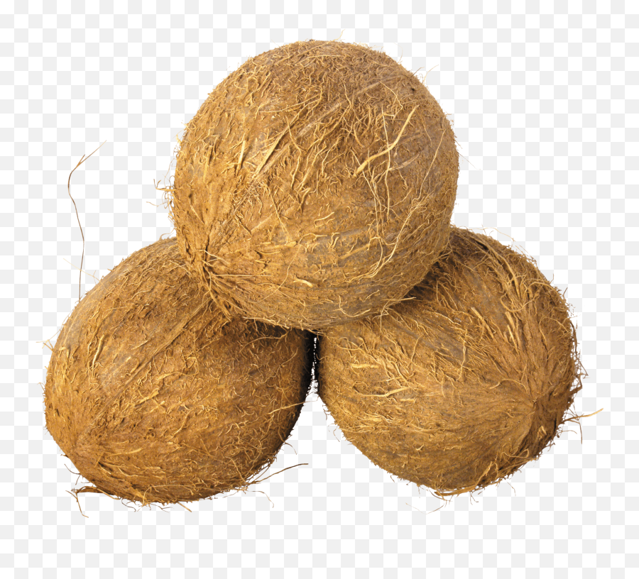 Coconut Trio Transparent Png - Coconut Images Png,Coconut Png