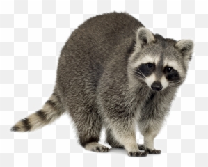 Raccoons In Suburbia Utah Banner - Racoon Png,Raccoon Png