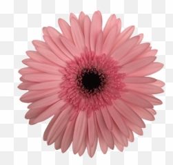 Damask Gerbera - Most Popular Icon Free png