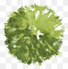 Site Plan - Tree Plan Png For Photoshop,Grass Top View Png