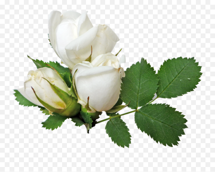 White Roses Png Image - Free Wedding Ring Png,White Roses Png