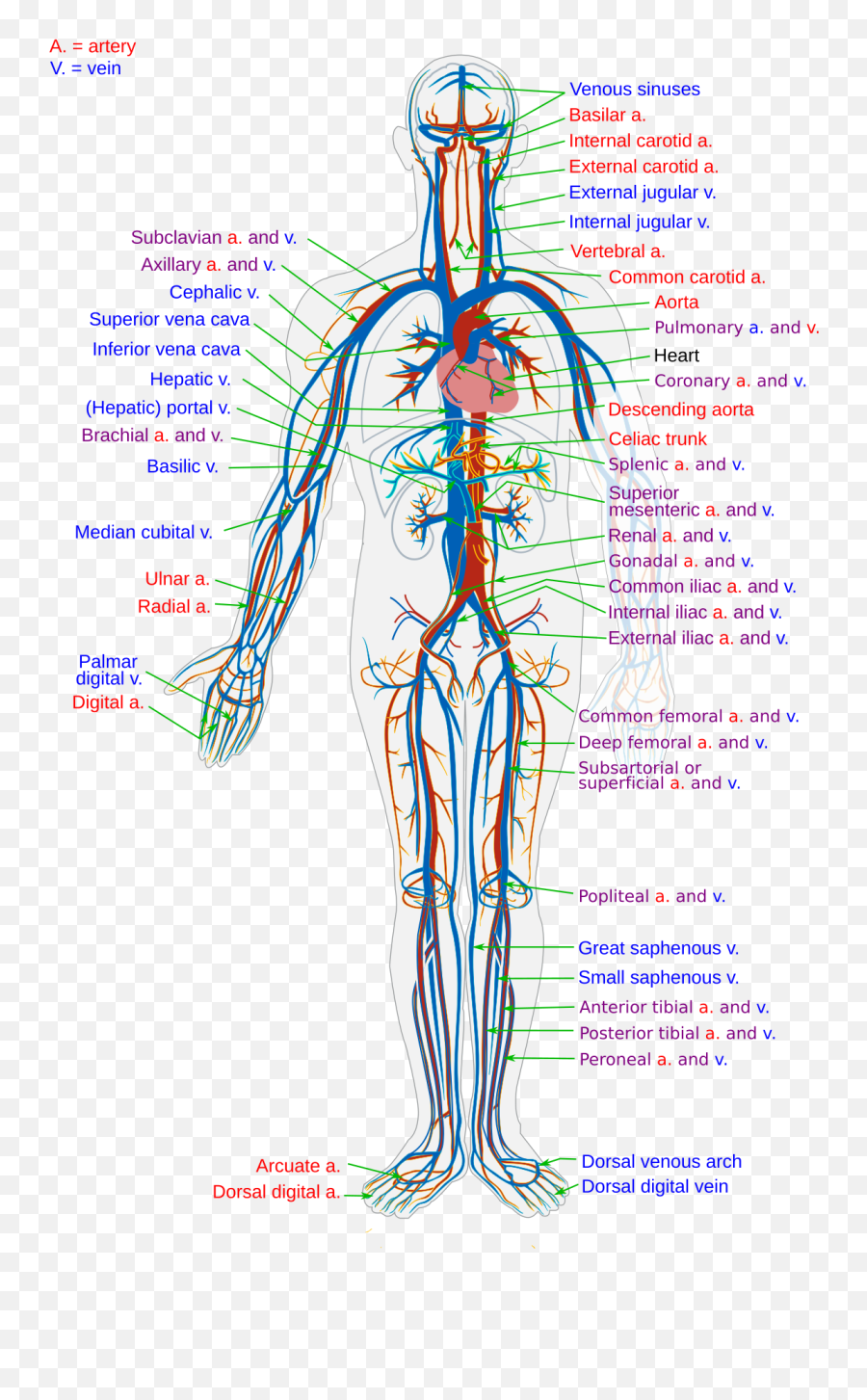 Blood Vessel - Wikipedia Blood Vessels In The Body Png,Bloody Heart Png