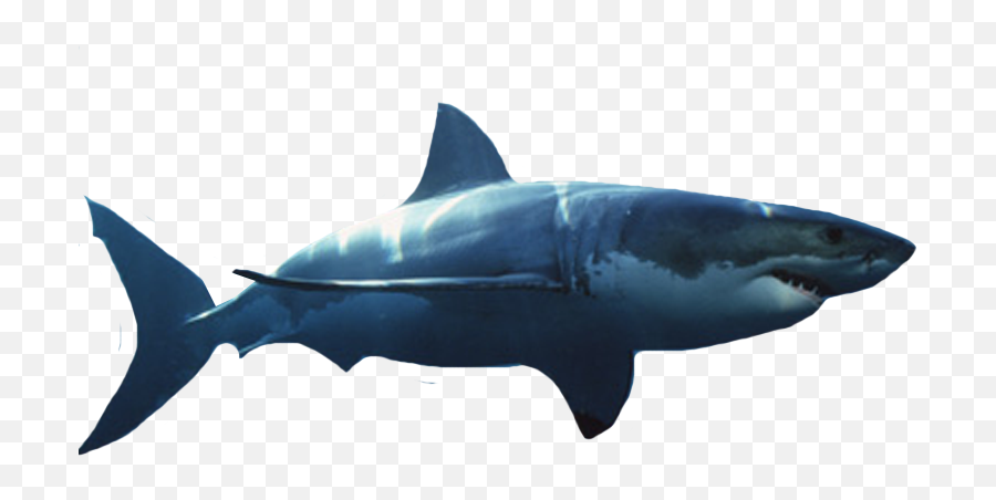 Download Great White Shark - Great White Shark White Background Png,Shark Transparent Background