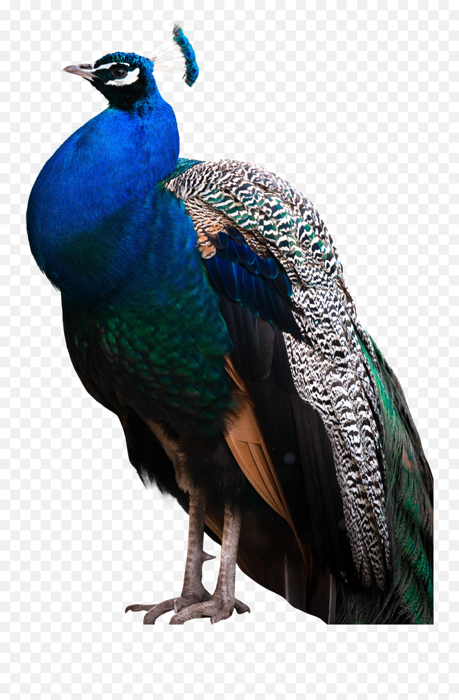 Peacock Png Images Free Download - Transparent Peacock Png,Peacock Feathers Png