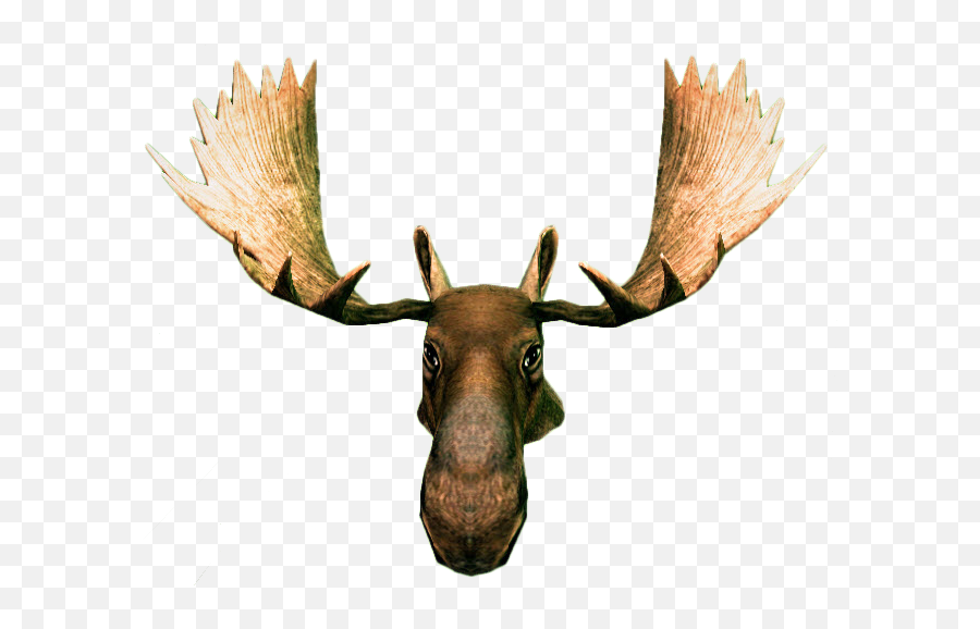 Moose Head Png Picture 684022 He 1719975 - Png Moose Head Png,Moose Png