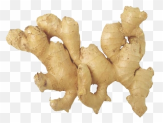 Ginger Png Image - Bandar Kya Jaane Adrak Ka Swaad Sentence,Ginger Png