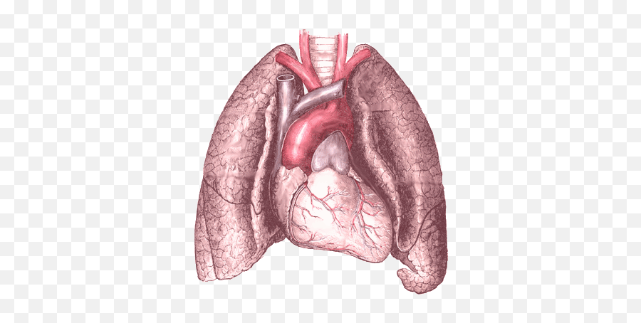 Heart And Lung - Heart And Lungs Transparent Png,Lung Png
