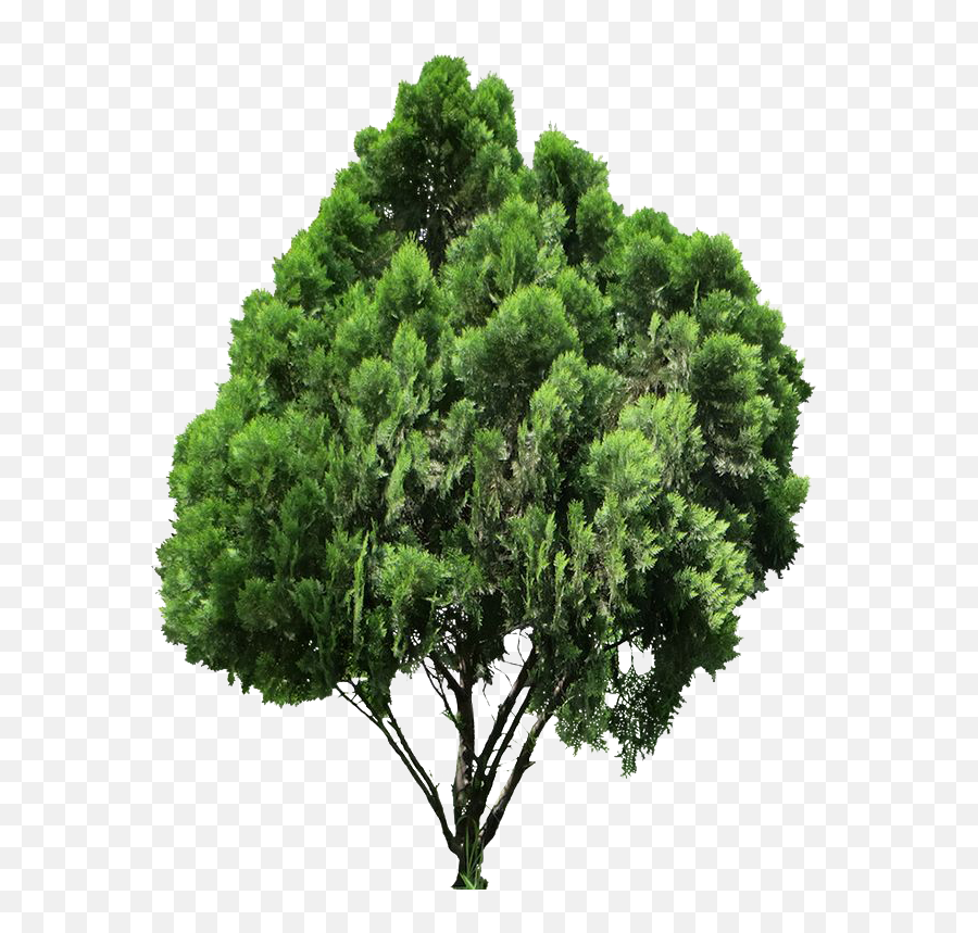 Jack Tree Png High - Tree Top Photoshop,Png Trees For Photoshop