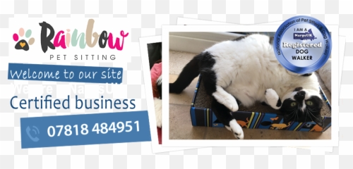 Rainbow Pet Sitting - Cat Sitter Cat Sitting U0026 Pet Sitting Cat Jumps Png,Dog Sitting Png