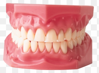 Teeth Png Image - Teeth Png,Dentures Png