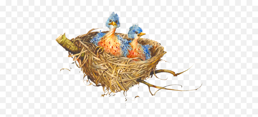 Birds Nest Png 2 Image - Portable Network Graphics,Nest Png