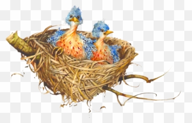 Birds Nest Png 2 Image - Portable Network Graphics,Nest Png