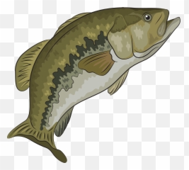 Largemouth Bass Clipart - Carp Cartoon Transparent Background Png,Largemouth Bass Png