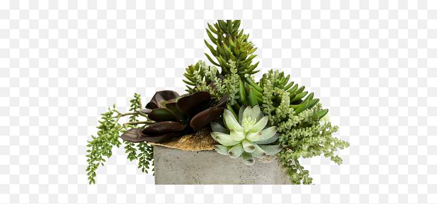 House Of Design - Succulent Arrangements Rosette Png,Succulent Icon Transparent