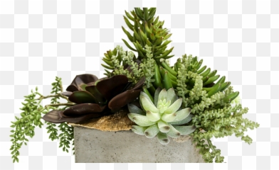 House Of Design - Succulent Arrangements Rosette png