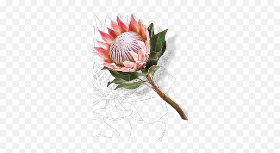 National Symbols The Presidency - Emblem South African Protea Png,National Icon
