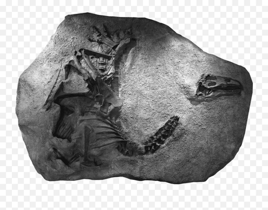 Radioactive Dinosaur Skull Leads To Discovery East Idaho News - New Dinosaur Discovery 2020 Png,Dinosaur Skull Png