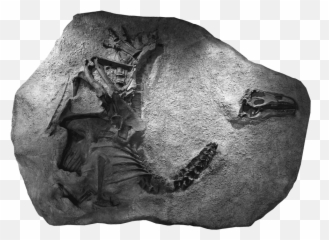 Radioactive Dinosaur Skull Leads To Discovery East Idaho News - New Dinosaur Discovery 2020 Png,Dinosaur Skull Png