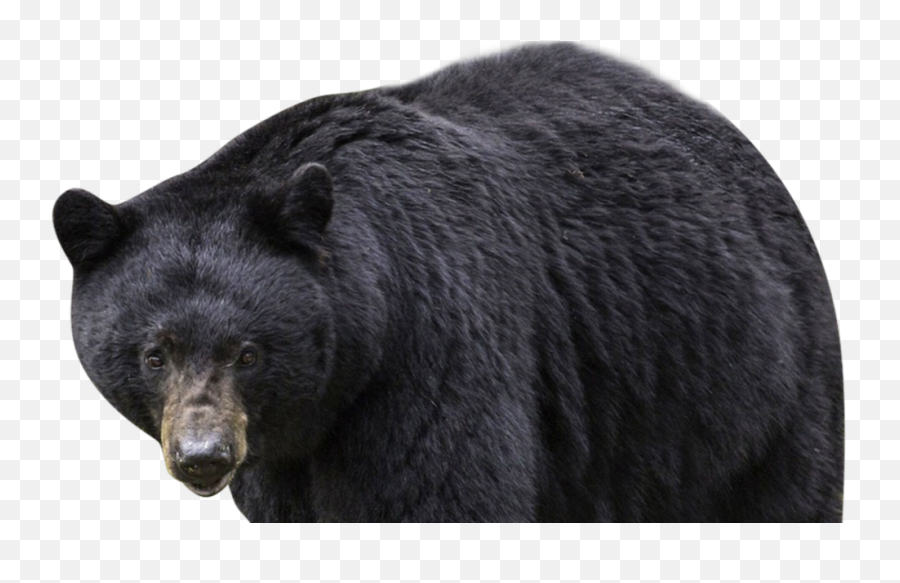 Bear Kills Pair Of Horses In Western Maryland Wbff - Transparent Black Bear Png,Bear Trap Icon