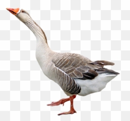 Download Goose Transparent Background - Goose Png,Goose Transparent