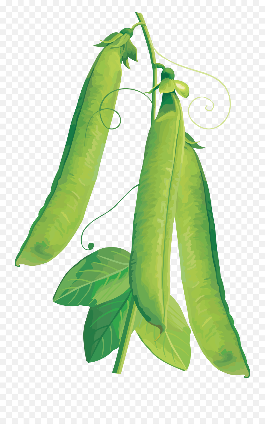 Pea Png Image - Purepng Free Transparent Cc0 Png Image Library Vegetables Vector,Peas Png