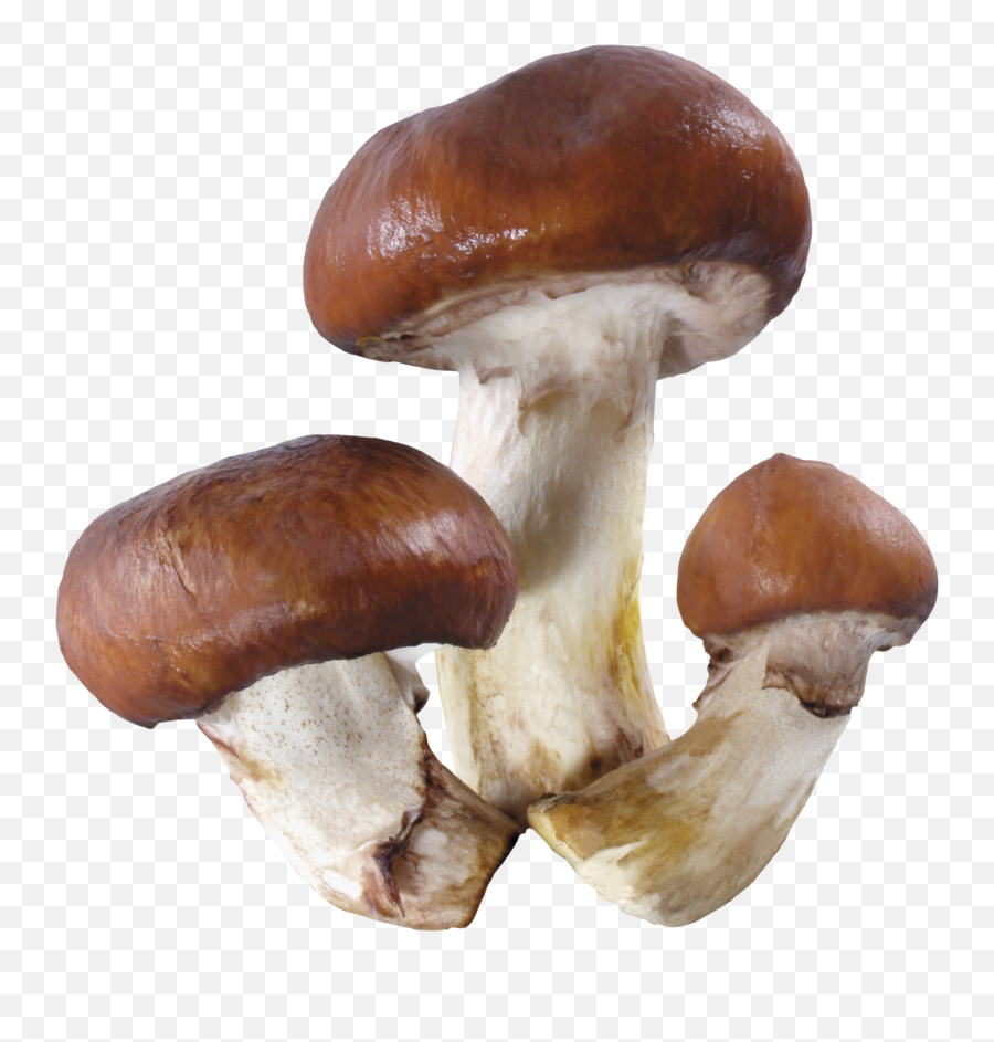 Mushroom Png Image Web Icons - Agaricus Mushroom Png,Mushroom Png