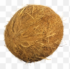 Coconut Png Image - Nariyal Png,Coconut Png