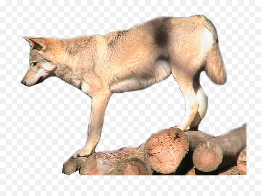 Grey Wolf Png Transparent Image - Wolf,Wolf Transparent