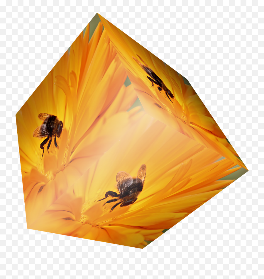 Cube Flower Bee Insect Orange - Visual Arts Png,Cube Transparent Background