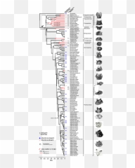 Trpc2 Exon 2 In Bats Sampled - Diagram Png,Claw Slash Png