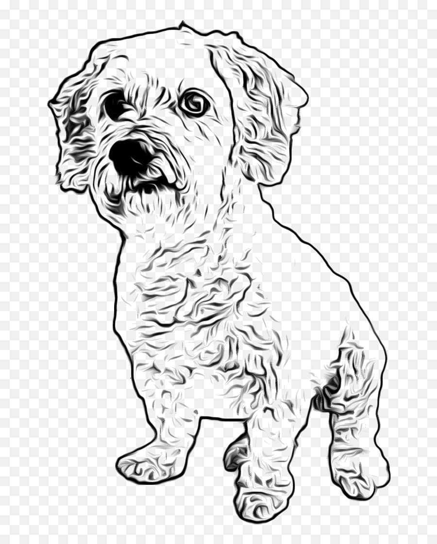 Filelittle White Dog - Transparent Dog Drawing Png,Nose Transparent Background