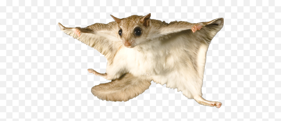 Flying Squirrel With No Background Png - Red Data Book Animal,Squirrel Transparent Background