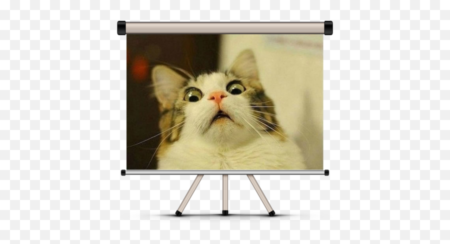Best Cat Contest - Surprised Cat Meme Png,Funny Cat Png