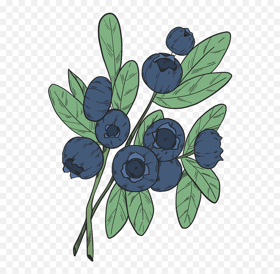 Blueberry Branches Clipart Free Download Transparent Png - Clip Art,Branches Png