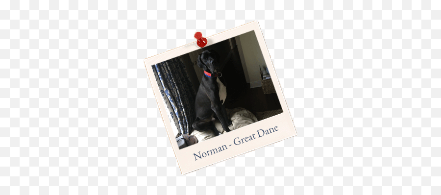 Norman Great - Dane U2013 North Orange Animal Hospital Dobermann Png,Great Dane Png