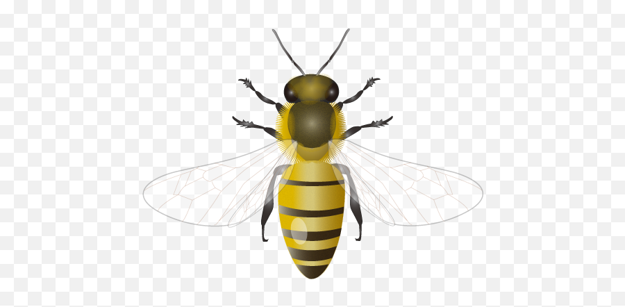 201109 Honey Bee - Honey Bee Png File,Bee Png
