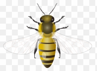 201109 Honey Bee - Png File