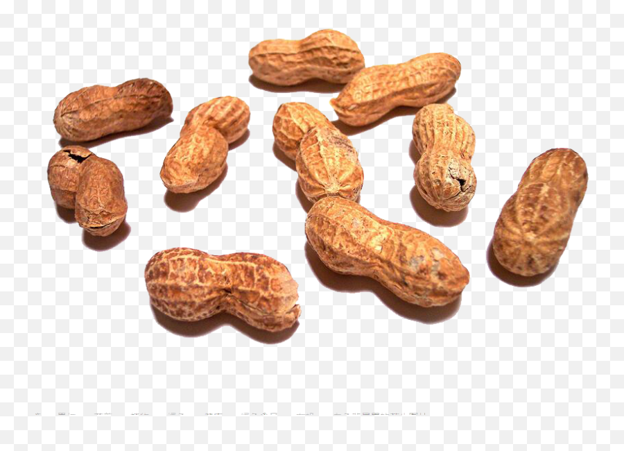 Sunshine Peanut Png Download - Peanut Shells Png,Peanut Png