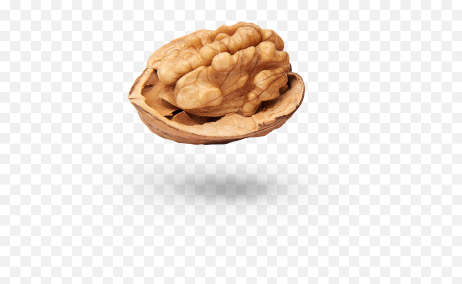 Rancidness Of Walnuts - Walnut Png,Walnuts Png