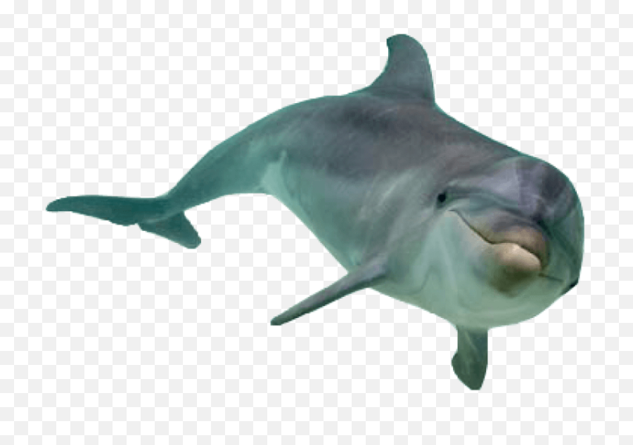 Free Png Dolphin Images Transparent - Dolphin Png,Dolphin Transparent Background