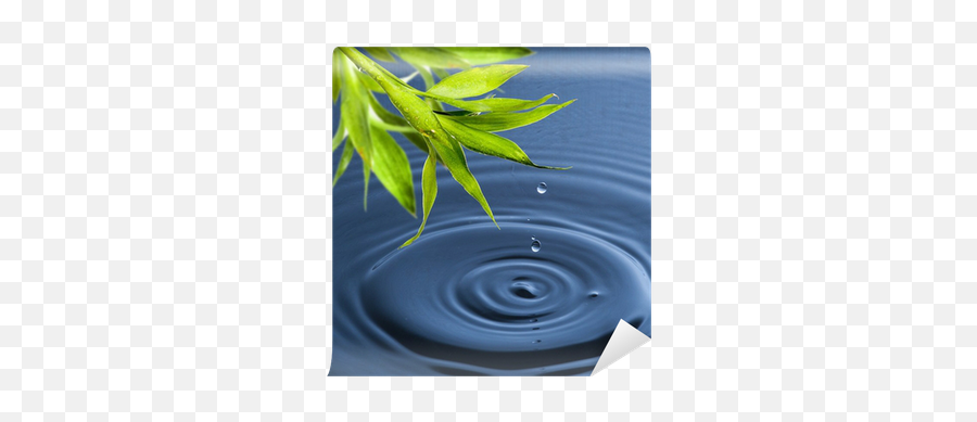 Fresh Green Bamboo Leaf With Water Drop - Drop Png,Water Ripple Png