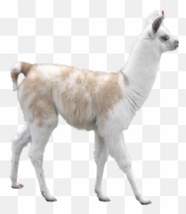 Download Llama - Alpacas Png,Llama Transparent