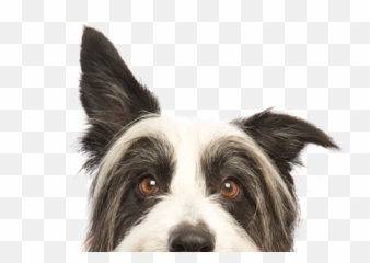 Dog Boarding Gravesend Quality Pet Care - Happy Dog Png,Dog Sitting Png