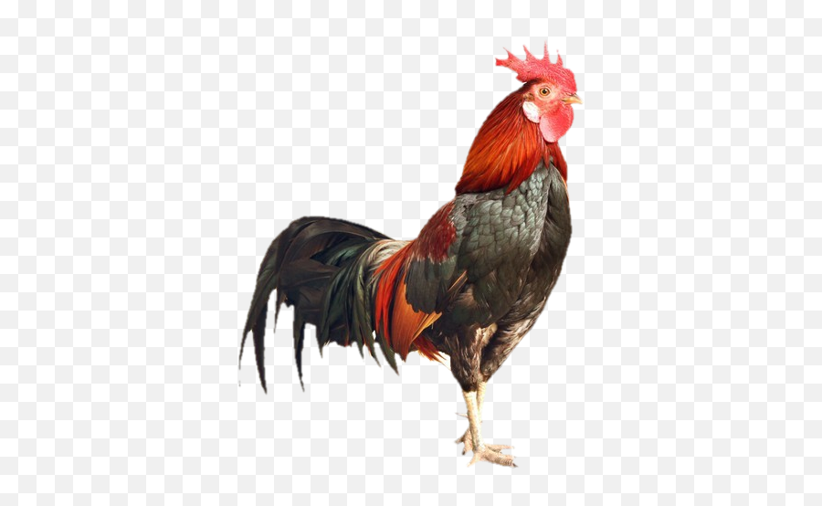 Peta Says Pet A Derogatory Term - Rooster Png,Cock Png Peta Says Pet A Derogatory Term - Rooster Png,Cock Png