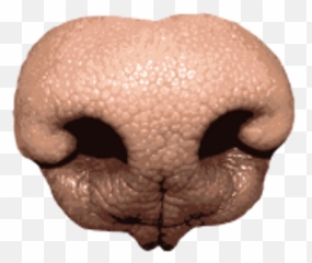 Dog Nose Transparent Png - Background