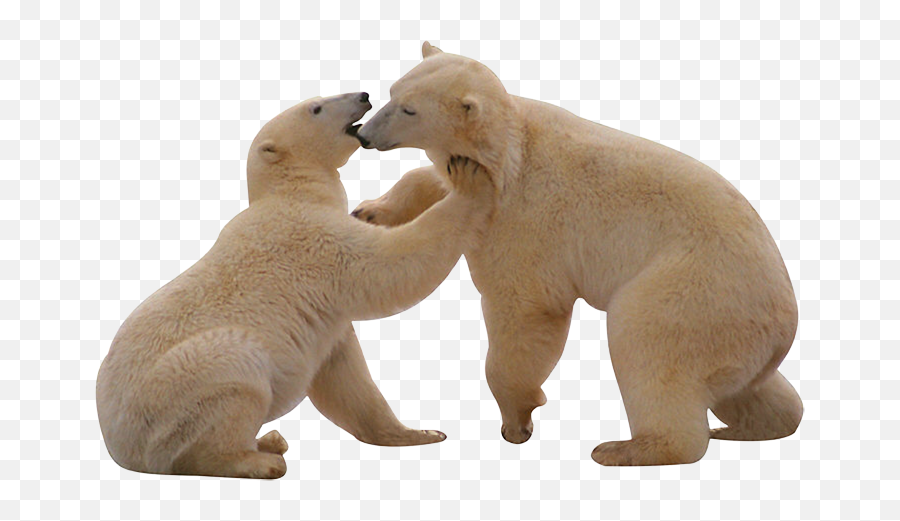 Polar Bear Png - Polar Bear Gif Png,Polar Bear Png