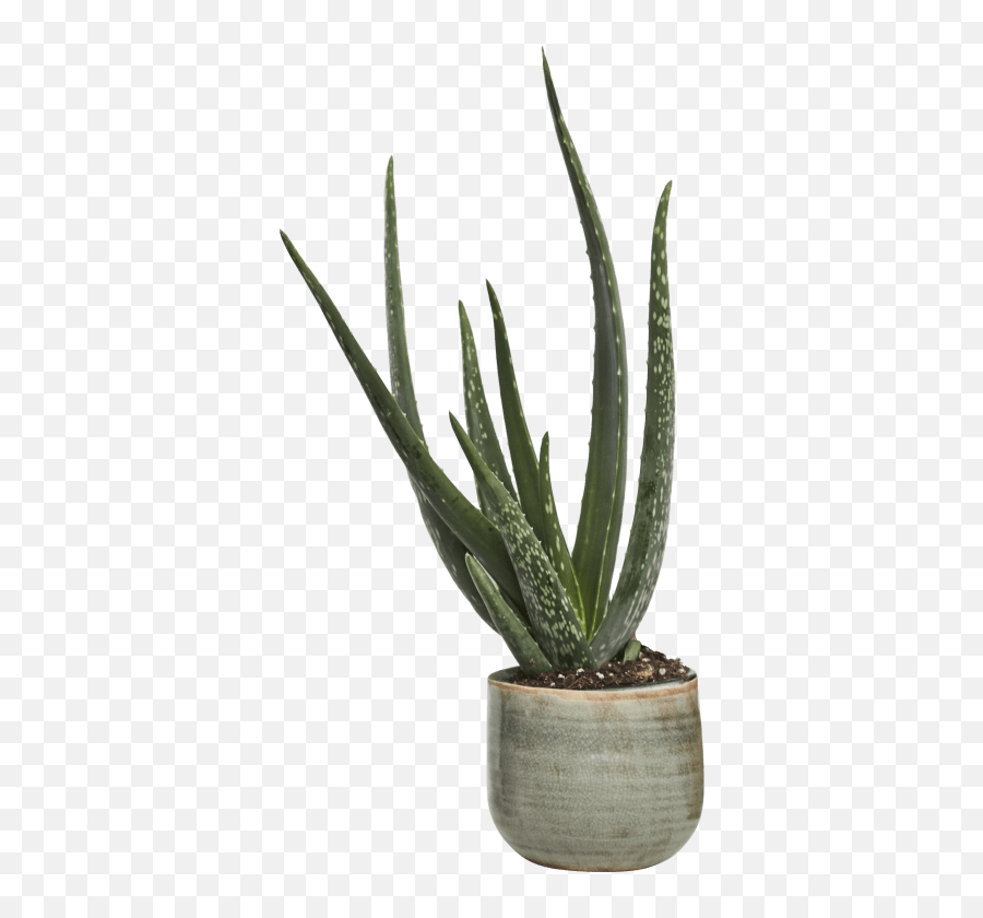 Vera Plants Patch Png Aloe Plant